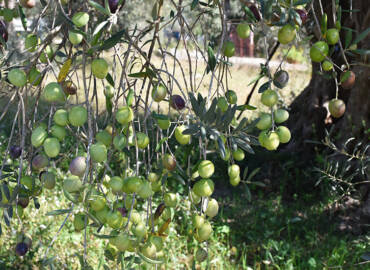 La Varietà Tonda Iblea