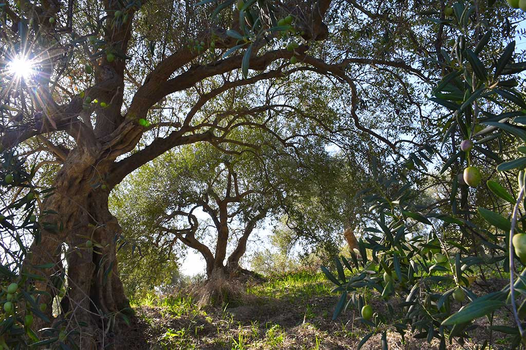 Olio Extravergine di Oliva Tonda Iblea i Canali